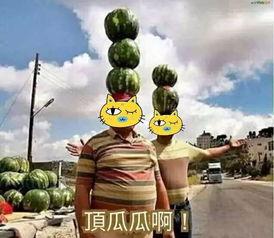 厦门所有吃瓜群众,吃瓜群众视角下的城市生活百态”