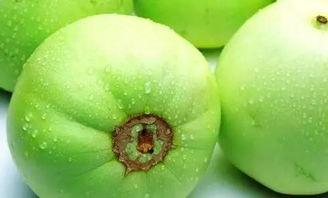 绿麻瓜香瓜怎么吃,绿麻瓜香瓜的多样食用指南