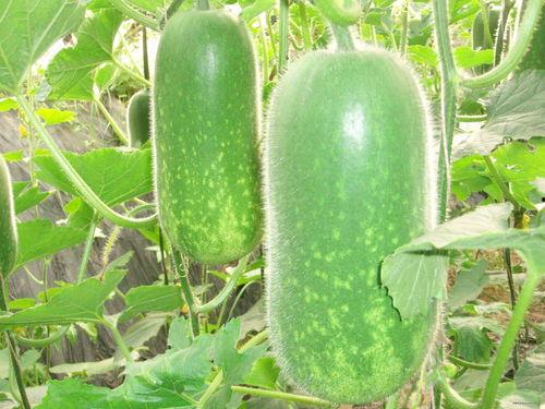 吃瓜图片高清版,捕捉生活中的趣味瞬间