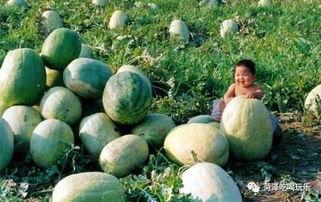 山东理性吃瓜事件,网络舆论的冷静反思与启示