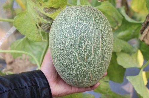 有没有吃这个哈密瓜,体验舌尖上的甜蜜之旅