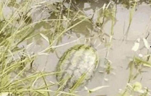 躲在池塘吃瓜,揭秘夏日隐秘美食之旅