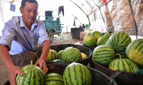 安徽合肥人吃瓜