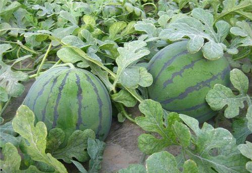 吃瓜发车中点赞