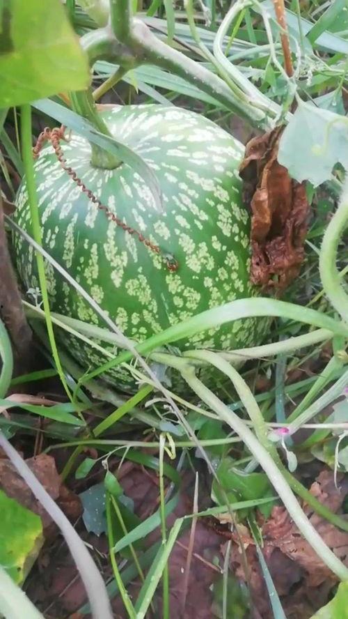 吃瓜不看瓜全部小说,吃瓜群众眼中的瓜界风云录