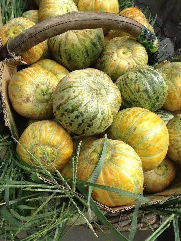 大面瓜婴儿可以吃吗,适合宝宝的健康选择