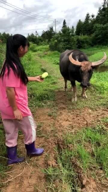 牛捧瓜怎么吃