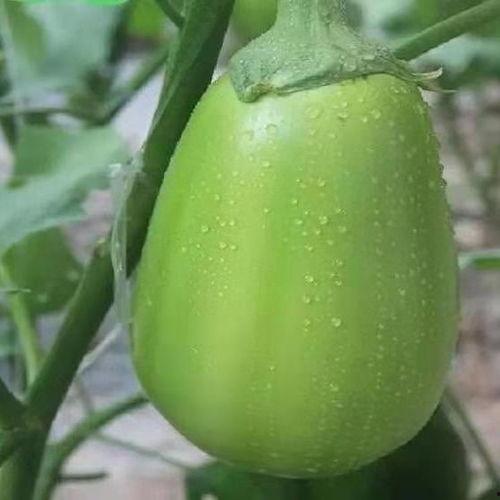 永年吃瓜圆圆